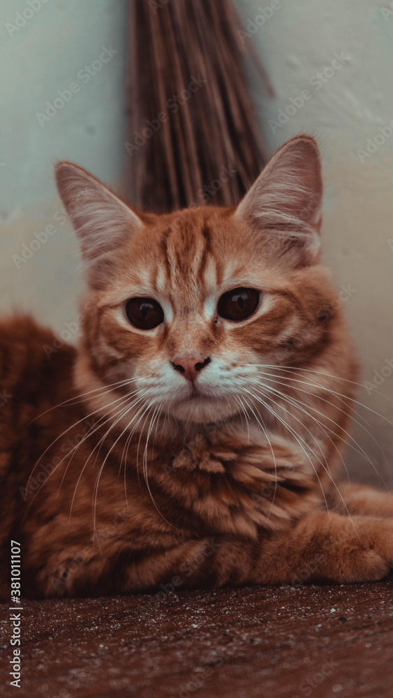 Naklejka premium Cutest cat in the world