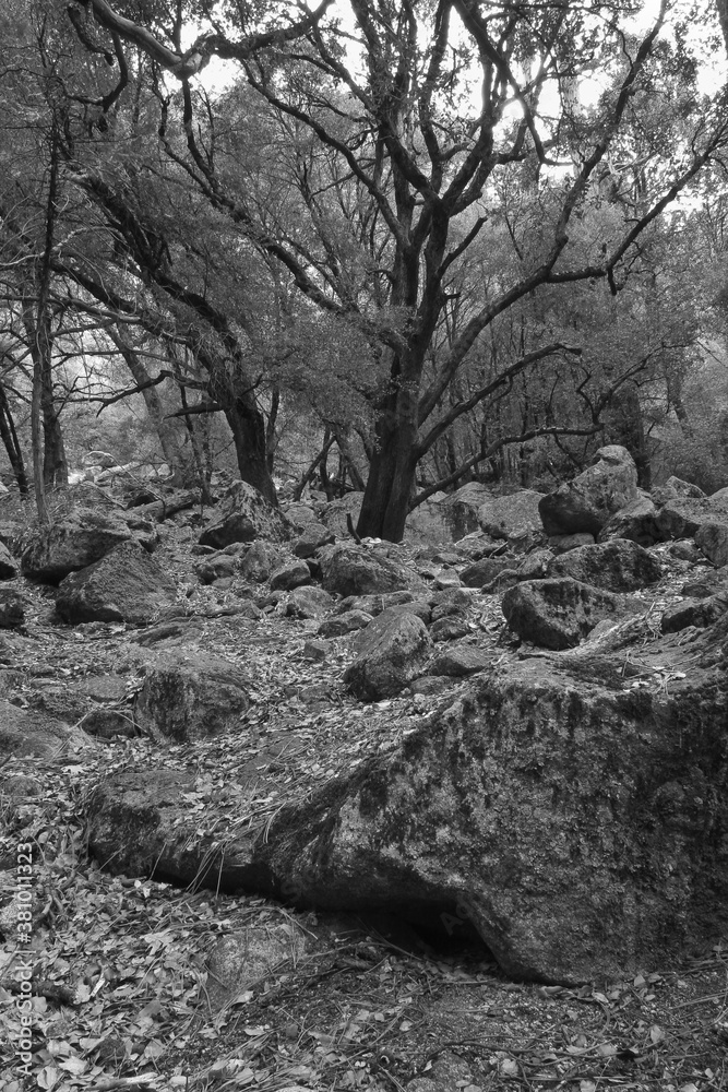 Obraz premium California Black Oak (Quercus kelloggii) and Ponderosa Pines (Pinus ponderosa) in Moss Covered Boulders,Yosemie National Park,California,USA
