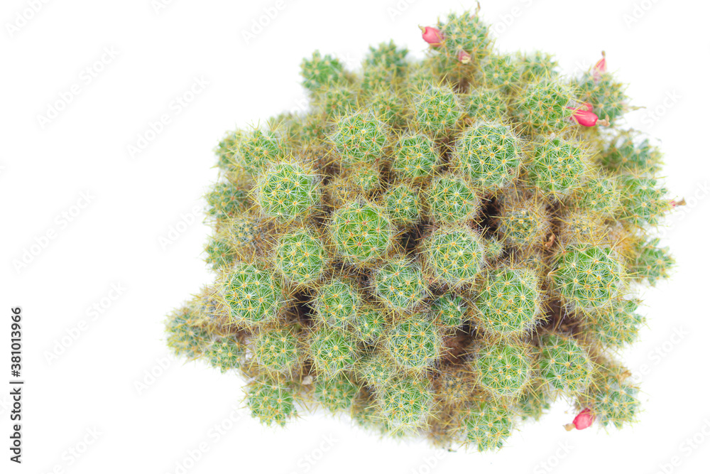 Isolated photos of plants succulents cacti Mammillaria Isolated photos of plants succulents cacti Mammillaria