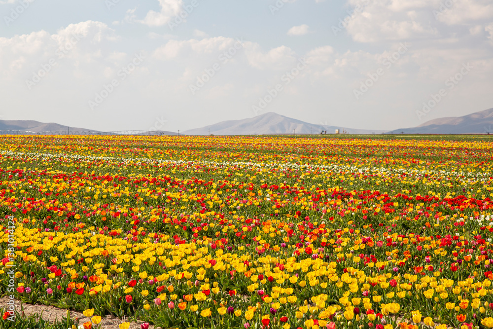beautiful garden of tulip. Summer sun and flower garden beautiful garden of tulip. Summer sun and flower garden