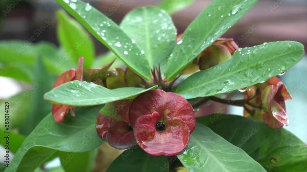 Red Euphorbia milli with dew. Red Euphorbia milli with dew.
