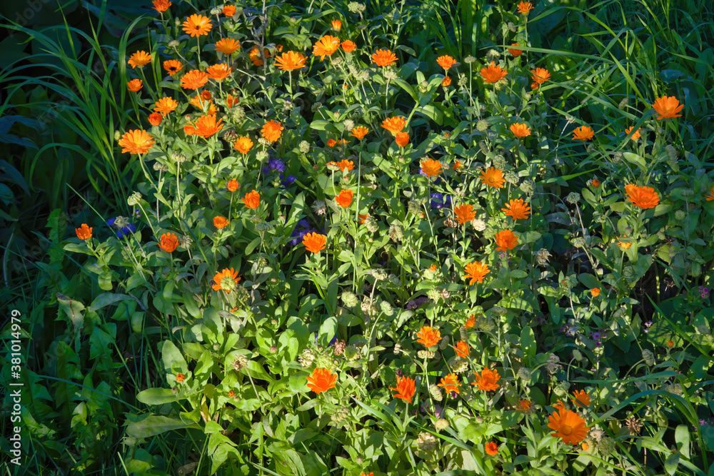 Bright summer background with growing flowers calendula. Calendula on the sunny summer day.