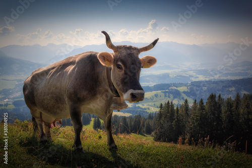 Fototapeta Naklejka Na Ścianę i Meble -  Eine Kuh auf dem Mittagberg auf der Nagelfluhkette in den Allgäuer Alpen