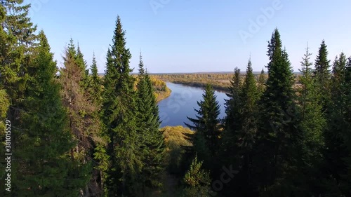 The camera flies between the fir trees to the river. The leaves on the trees are yellow. Autumn