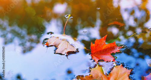Autumn cold rainy day. Yellow orange maple leaf floating in lake. Vibrant color of fall season of nature. Calm forest park. Reflection of blue sky in clean water surface of pond. Tranquil zen concept.
