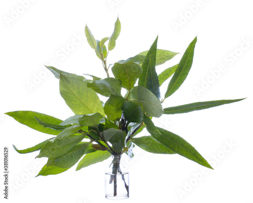 Salix myrsinifolia (dark-leaved willow or myrsine-leaved willow) in a glass vessel on a white background photo