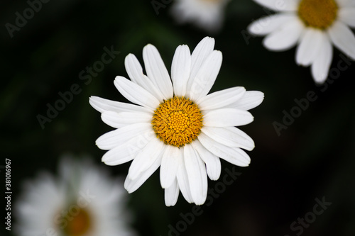 Close up white Daisy flower on black background