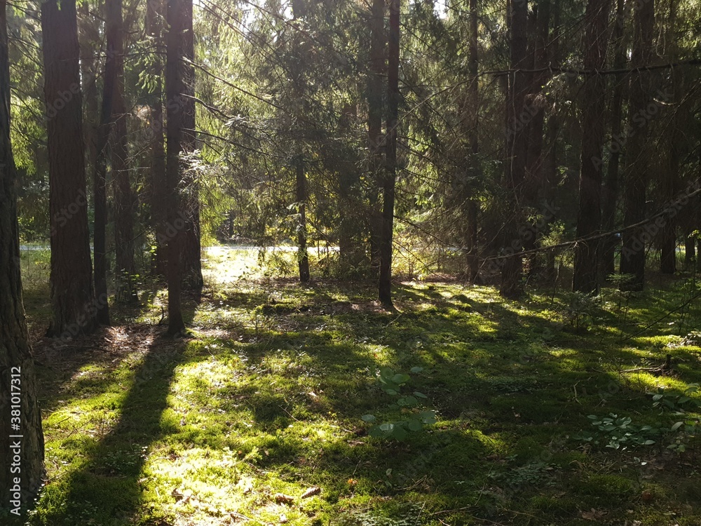 Obraz premium trees in forest