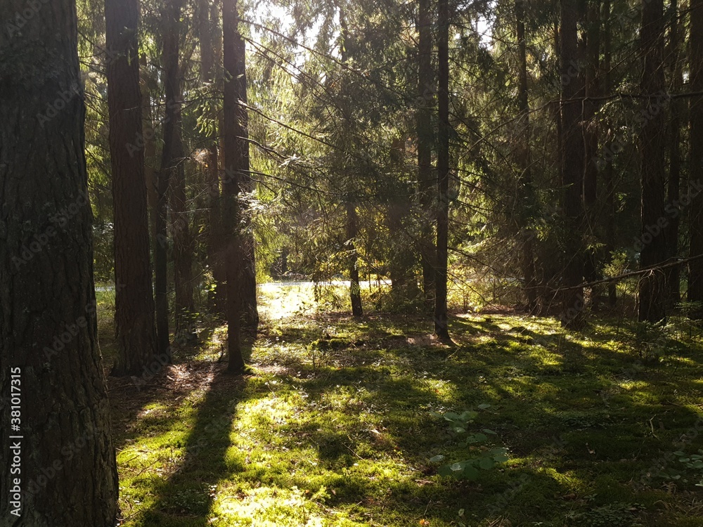 Obraz premium trees in forest