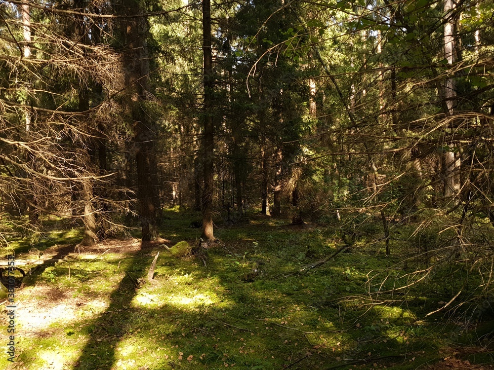 Naklejka premium autumn in the park