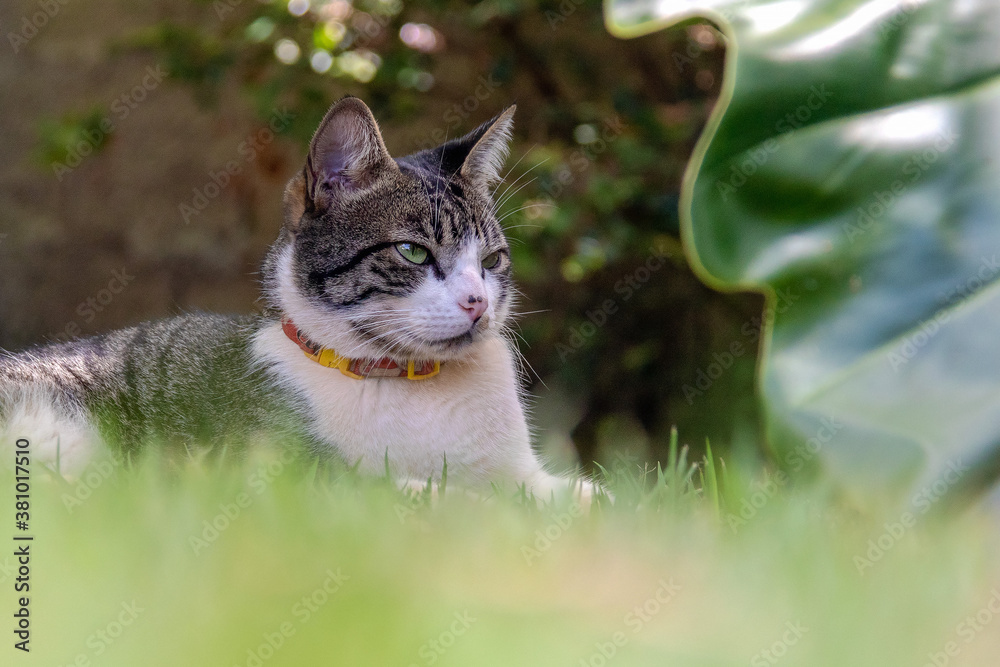 Obraz premium An elegant tabby cat hidden among the plants in the garden. Animal world. Pet lover. Cat lover. American wirehair