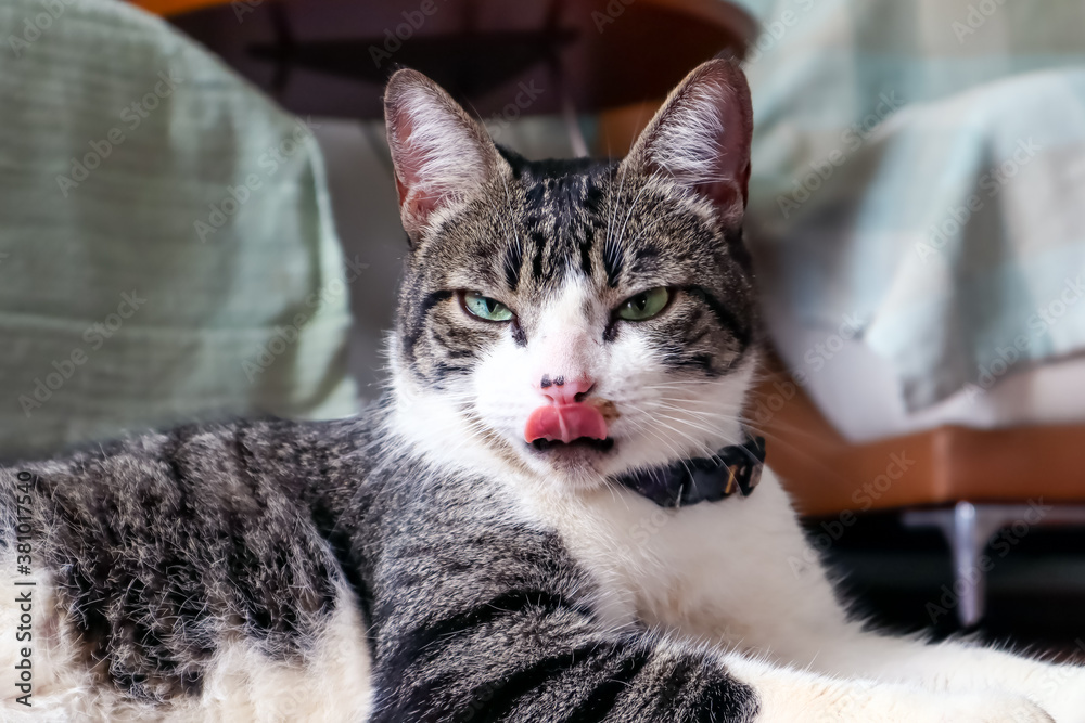A tabby male cat showing its tongue. Pet lover. Animal life. Cat lover. American wirehair.