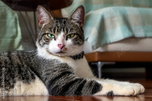 The stern look of the yellow-eyed tabby. Pet lover Animal life. Cat lover. American wirehair. Male cat.