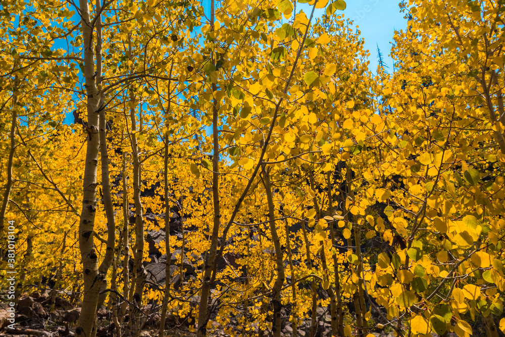 Yellow Quaking Aspen Trees Near Piles of Rhyolitic Tuff Boulders,Alpine Pond Trail,Cedar Breaks National Monument,Utah,USA Yellow Quaking Aspen Trees Near Piles of Rhyolitic Tuff Boulders,Alpine Pond Trail,Cedar Breaks National Monument,Utah,USA