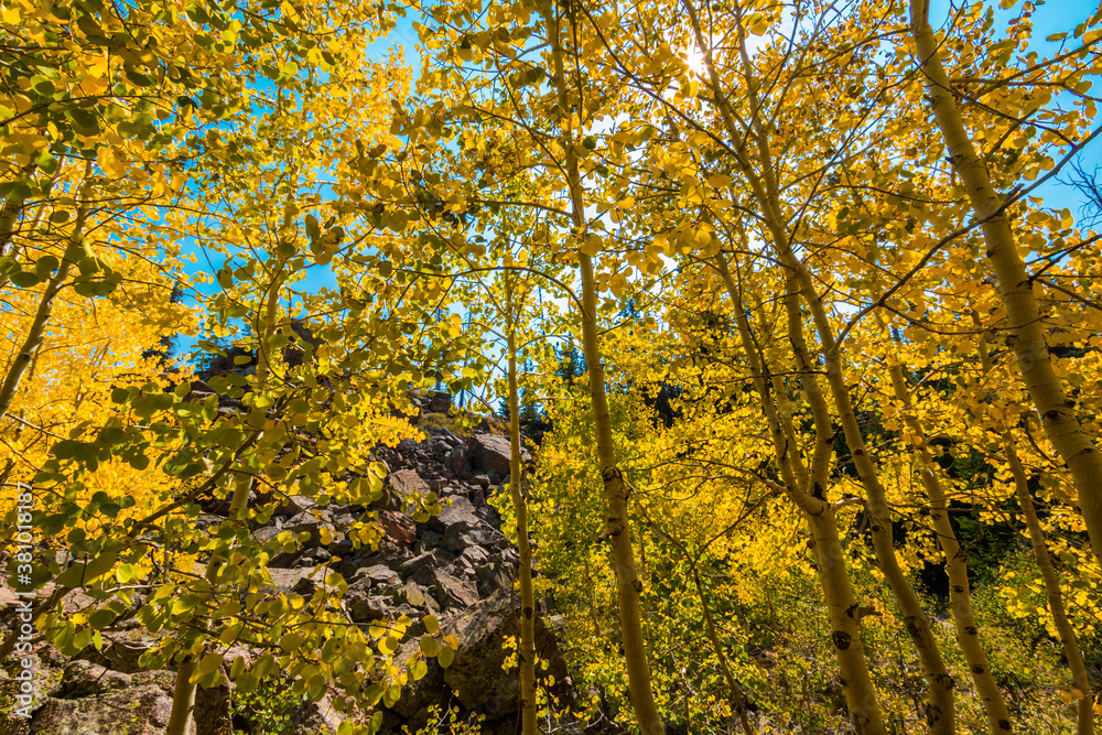 Yellow Quaking Aspen Trees Near Piles of Rhyolitic Tuff Boulders,Alpine Pond Trail,Cedar Breaks National Monument,Utah,USA