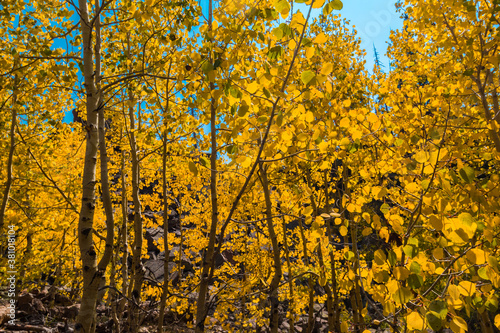 Yellow Quaking Aspen Trees Near Piles of Rhyolitic Tuff Boulders Alpine Pond Trail Cedar Breaks National Monument Utah USA