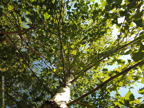 Birch tree with many fresh leaves view from below