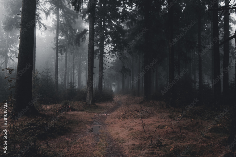 Fototapeta premium thick fog on a path in the dark autumn forest