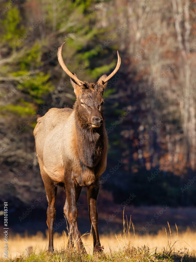 Obraz premium Proud Spike Elk 