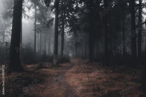thick fog on a path in the dark autumn forest