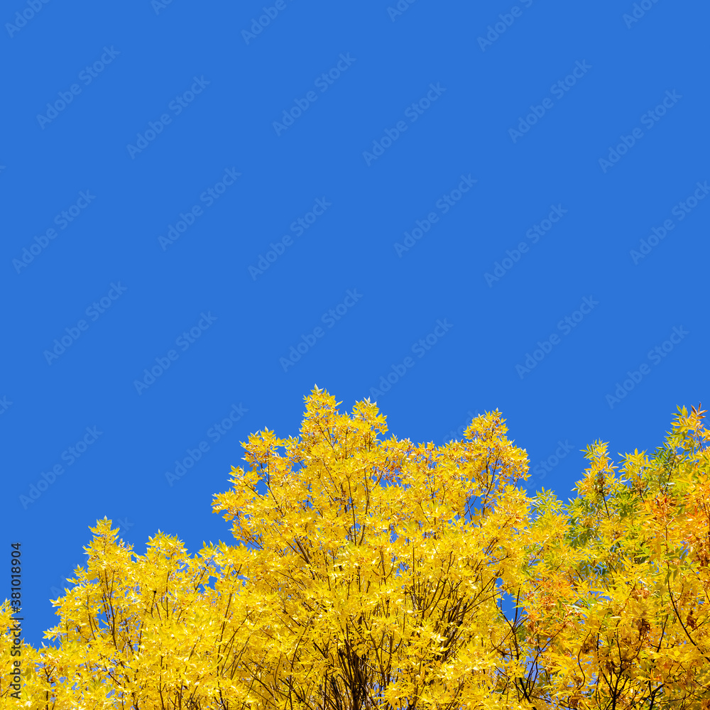 Treetops with yellow foliage against clear blue sky. Square orientation. Autumn concept. Treetops with yellow foliage against clear blue sky. Square orientation. Autumn concept.