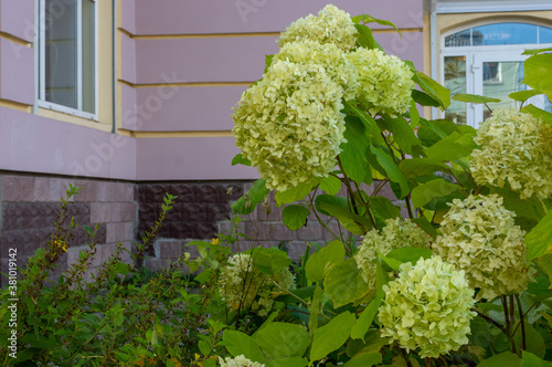 Hydrangea paniculata blooms in the garden. Beautiful green hydrangea blooms photo