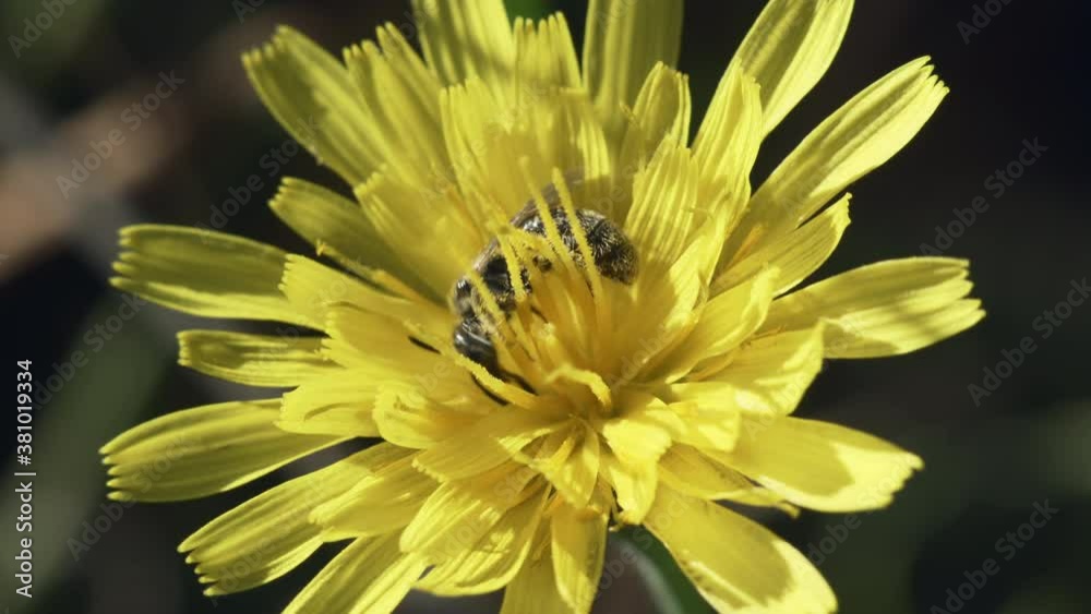 Macro shot of a small wild bee of the genus Halictus sp collecting pollen on a yellow flower. Macro shot of a small wild bee of the genus Halictus sp collecting pollen on a yellow flower.