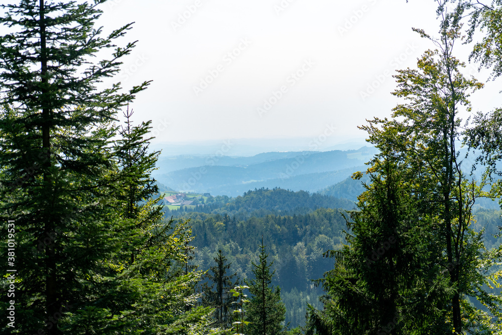 Fototapeta premium Landschaft durch Wald fotografiert