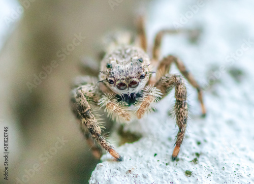 Grey Jumping Spider