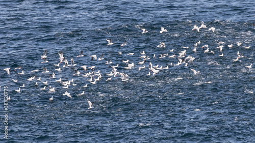 Flock of Silver Gulls and a school of Australian Salmon of the coast of Sydney Australia