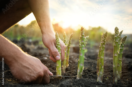 Foto Man picking fresh asparagus in field, closeup