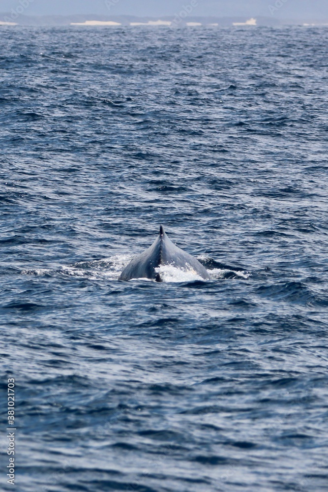 Fototapeta premium Back of the Humpback, Megaptera novaeangliae, Gold Coast, Australia.