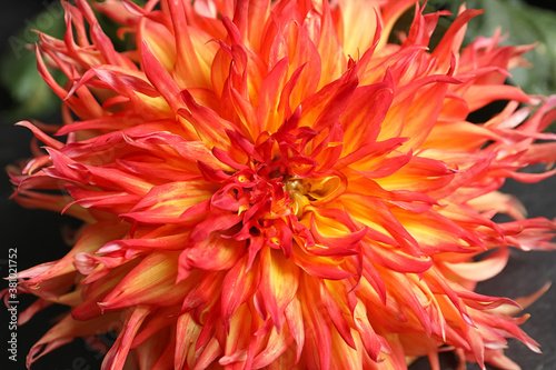 Beautiful orange dahlia flower as background, closeup