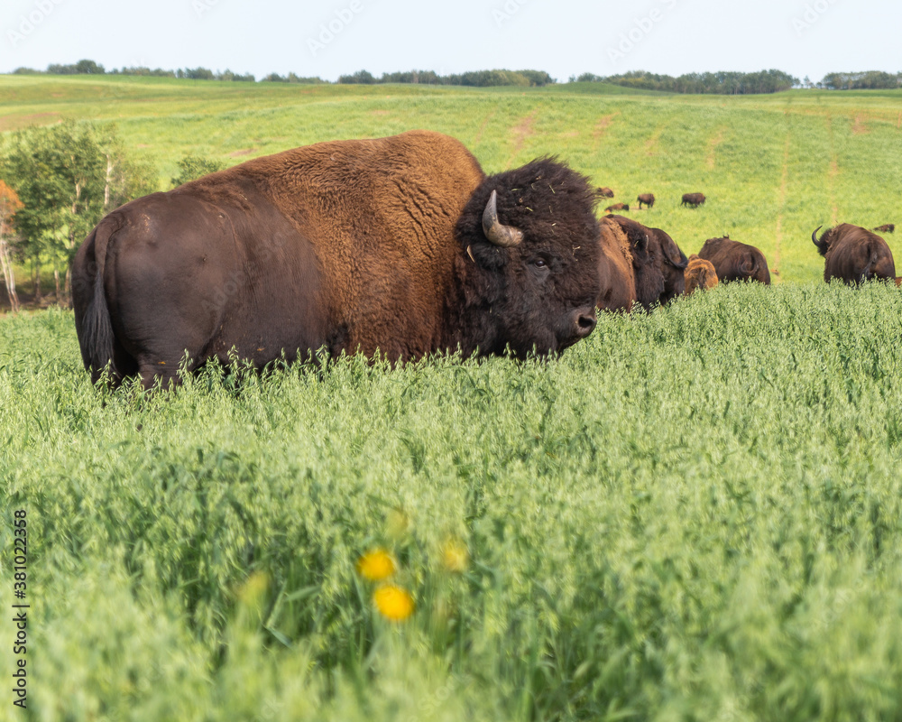 Bison grazing in a field