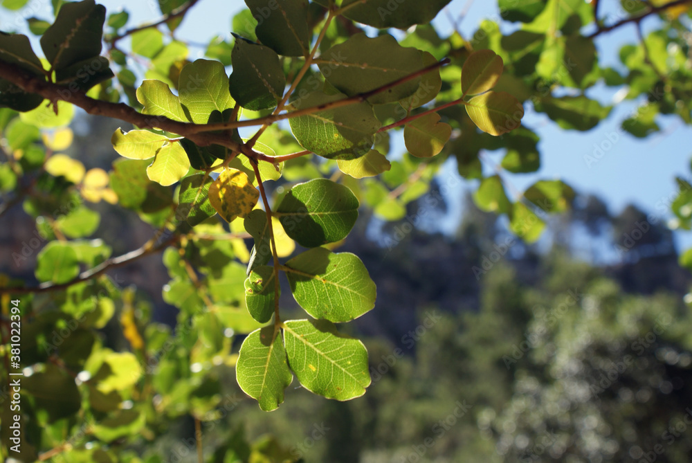 Carob branchs and leaves Carob branchs and leaves