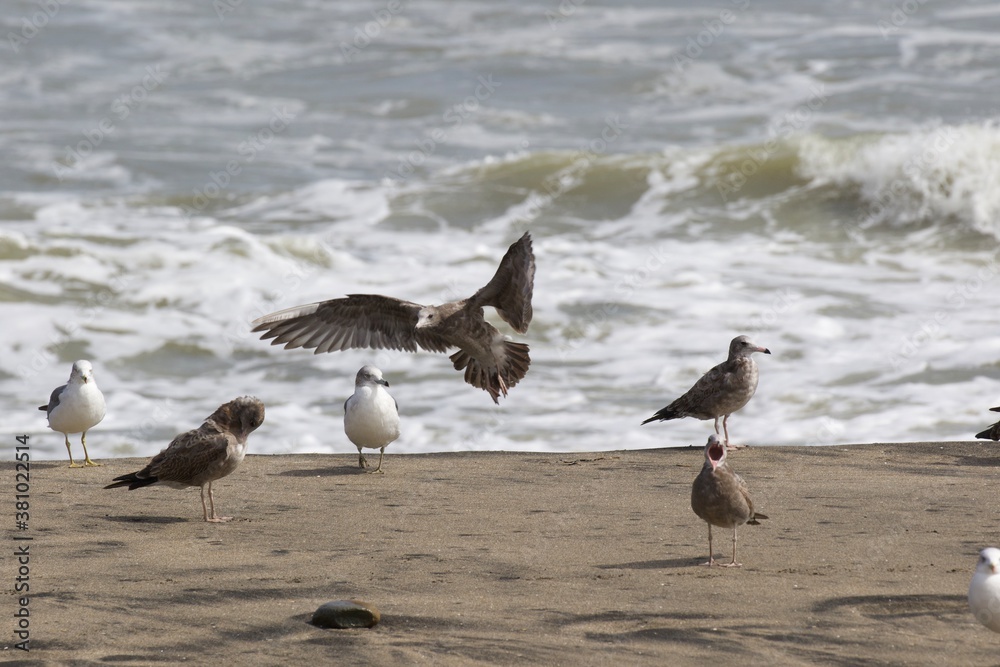 Seagulls on the beach in Japan while there is a large storm in the ocean, so big waves can be seen breaking as well. The area is close to Tokyo & is called Hebara Beach in Katsuura, Chiba. Seagulls on the beach in Japan while there is a large storm in the ocean, so big waves can be seen breaking as well. The area is close to Tokyo & is called Hebara Beach in Katsuura, Chiba.