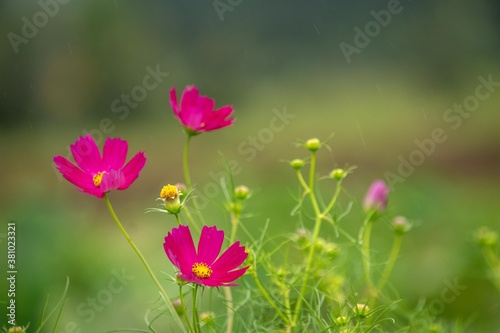 赤いコスモスの花言葉は「乙女の愛情」です © Bogey Yamamoto