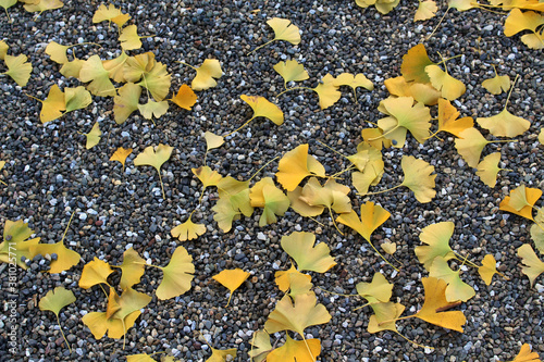 Yellow leaves falling on gravels during spring season photo