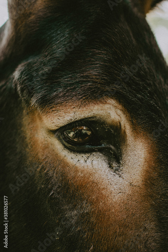 eye of the horse