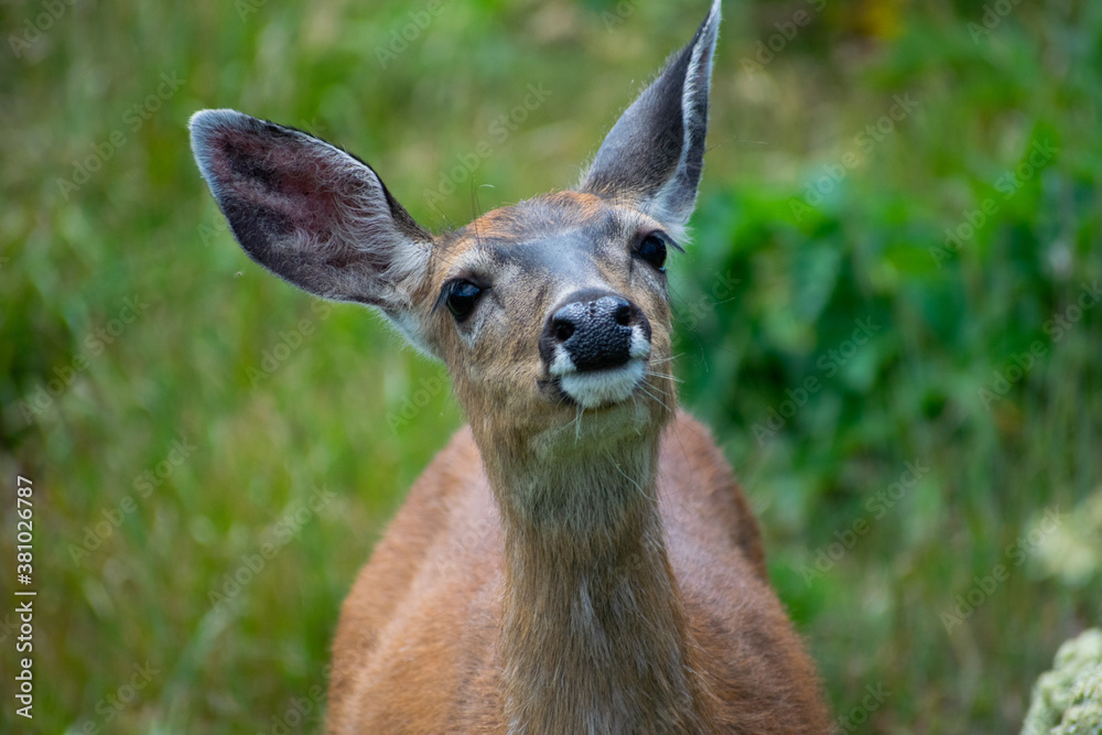 Deer looking up in a field. Deer looking up in a field.