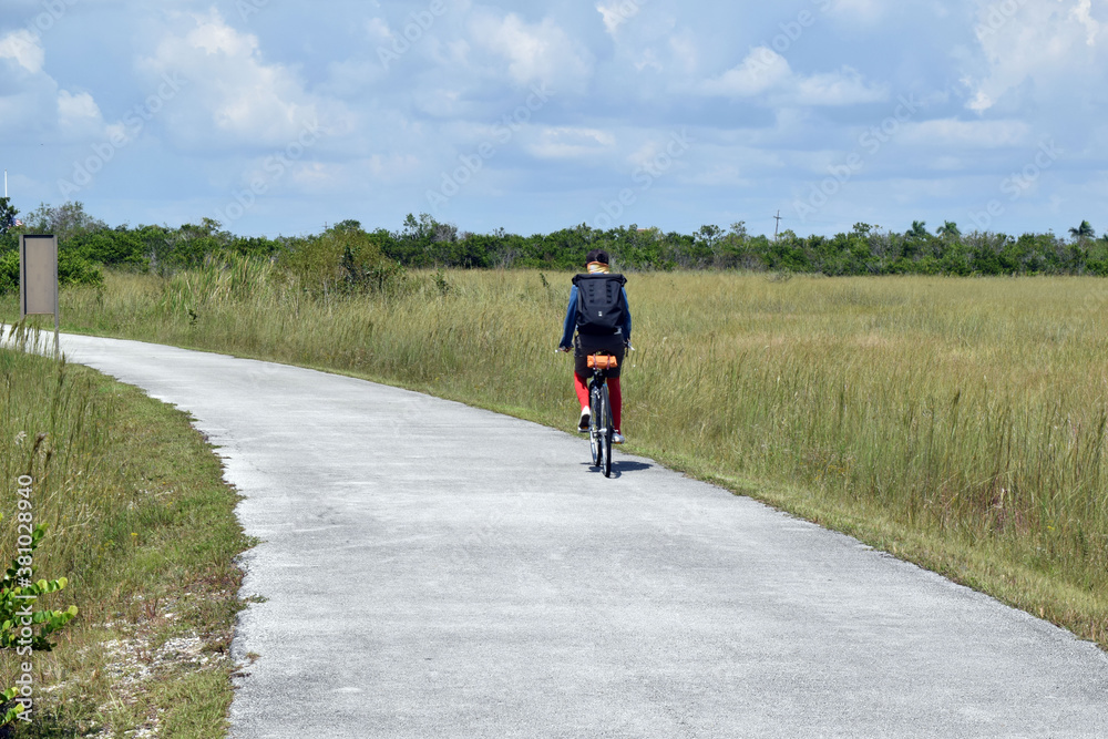 Obraz premium Bike Path Through Florida Wetlands