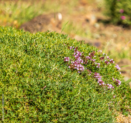 purple tiny flowers bush in the mountain