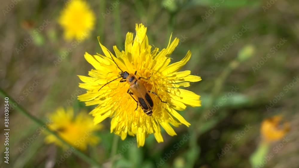 Goldenrod soldier beetle crawling on a dandelion (overhead view - 240 FPS) Goldenrod soldier beetle crawling on a dandelion (overhead view - 240 FPS)