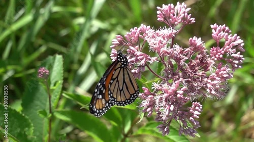 Monarch butterfly feeding on milkweed (500 FPS)