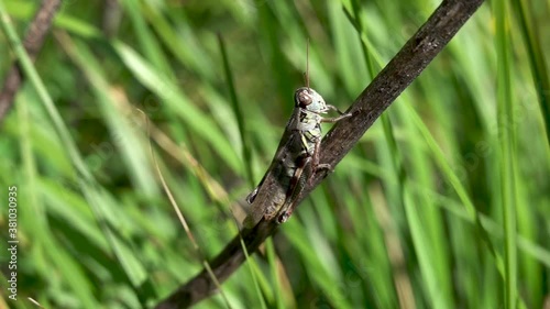 Red-legged grasshopper kicking its legs out (240 FPS)