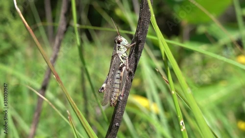 Red-legged grasshopper hanging onto a stick (240 FPS)