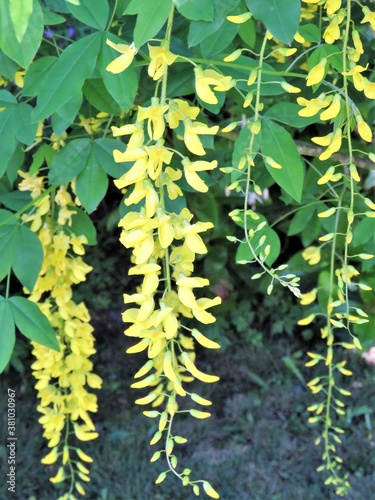 Golden chain tree of yellow flowers