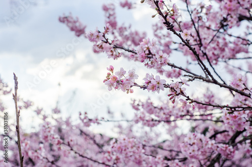 Sakura - Flor de Cerejeiras - Primavera photo
