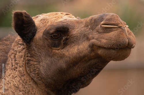 A Camel's Face Close Up © Laurie Wilson