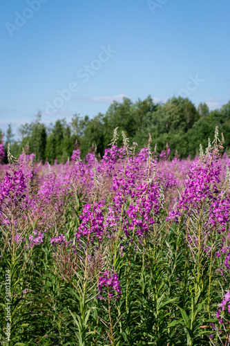 Scenery. Sunny summer day. Pink fireweed flowers bloom in the field. In the background there is a forest. Blue sky, white clouds. Countryside.
